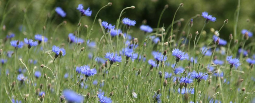 Wachsen Werden Klangmeditation Kornblumen